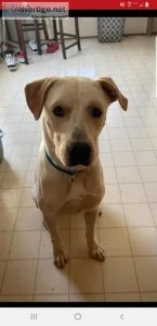 Lab