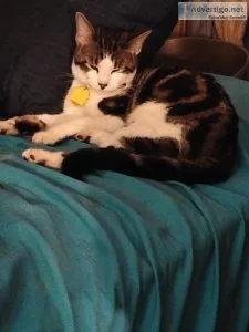Sweet hot shot cat