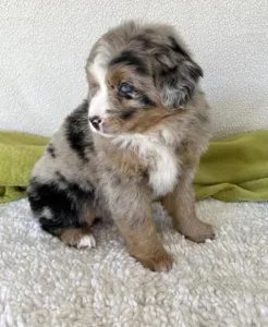Australian Shepherd Puppies