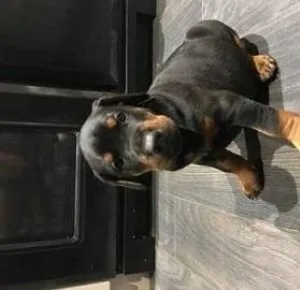 Great Doberman Puppies
