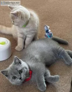 British Shorthair for sale