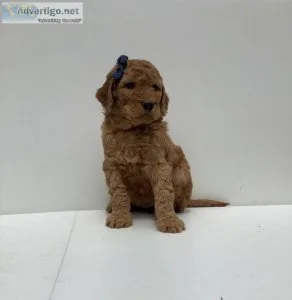 Rosalie Goldendoodle