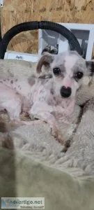 Female Maltese