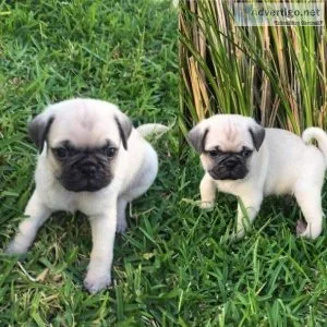Adorable Fawn Pug puppies