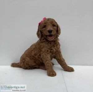 Mory Goldendoodle