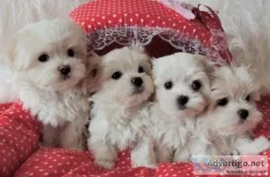 Super Cute Teacup Maltese Puppies