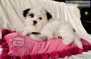 ShihPoo Designer (Shih Tzu  Poodle) female puppy CHANEL