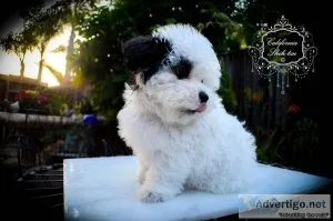 PooChon Bichon Freese  Poodle Designer female puppy - CHANEL