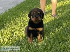 9 week old AKC Rottweiler Puppy