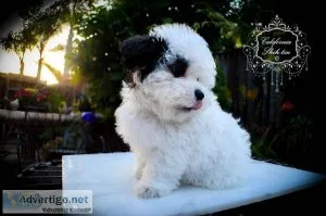Miniature Goldendoodle Designer female puppy CHANEL