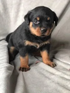 Playful Rottweiler Puppies