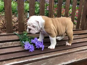 Well Trained English Bulldog Puppies