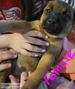 Pittweiler and boxer mix