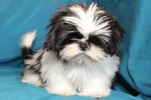 Patient Shih Tzu Puppies