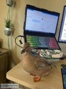 Now Hatching Call Ducks