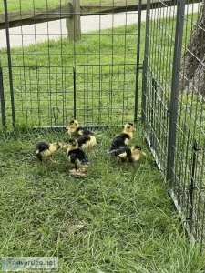 Baby Ducks