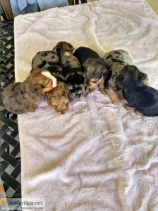 Yorkie
