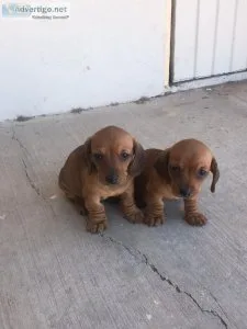 Dachshund