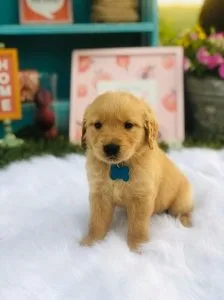 Pretty Golden retriver Puppies