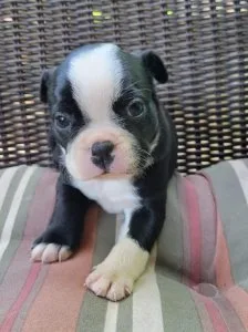 Proud Boston terrier Puppies