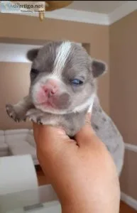 Blue Merle and Tan French Bulldog Female