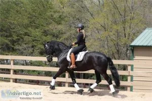 TALENTED Friesian that will take you up the levels in dressage