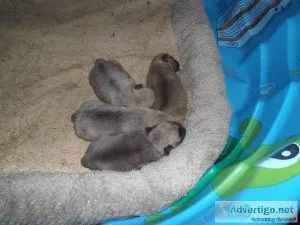 pugpuppies