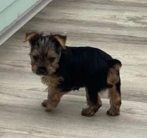Kindhearted Yorkie puppies available