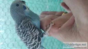 Bby parakeet