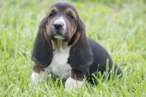 Loving Basset Hound puppies available