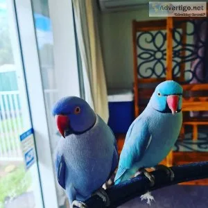 Indian ringnecks for sale