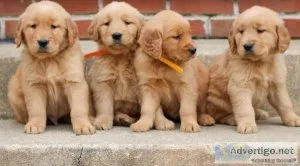 AKC Golden Retriever Quality puppies