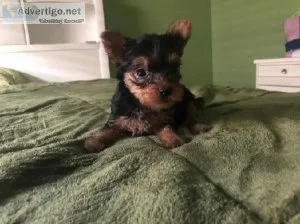 Top Quality Yorkie Puppies