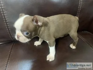 CKC chocolate Boston Terrier Puppy