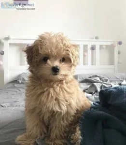 Beautiful puppies
