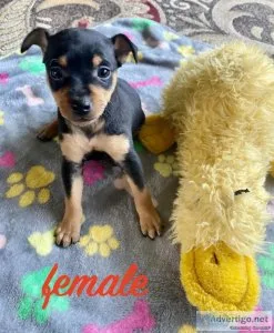 miniature pinsher mix puppies