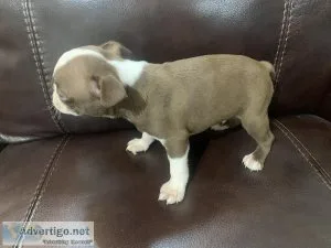 CKC Chocolate Boston Terrier Puppy