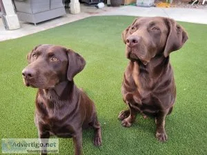 Labrador puppies Chocolate