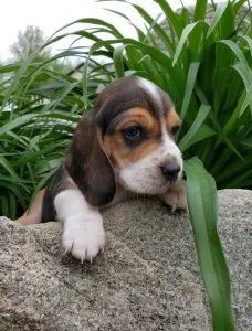 Lovely Beagle puppies available
