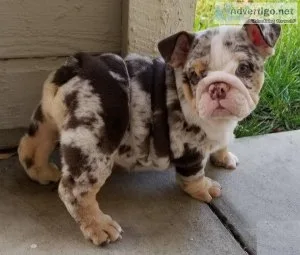 Stunning and AKC Reg English Bulldog Pups for rehoming