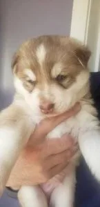 Rehoming Siberian Husky.