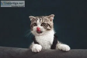TREAT YOUR FELINE FRIEND FOR NATIONAL PET MONTH