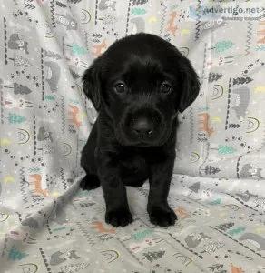 AKC Lab Puppies