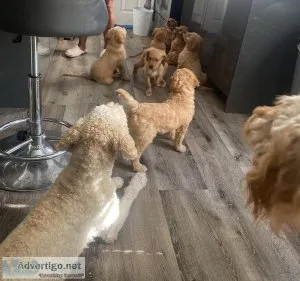 GOLDENDOODLE PUPPIES