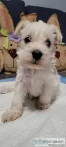 White Miniature Schnauzer Puppy.