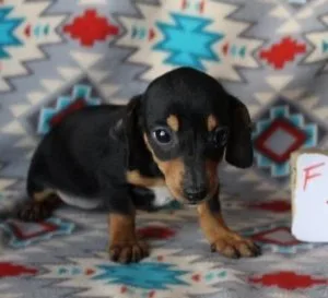 Joyful Miniature Dachshund puppies available