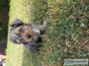 CkC Reg teacup Merle Male yorkie