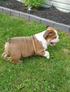 Amazing English bulldogs puppies available