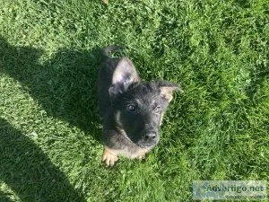 German shepherds