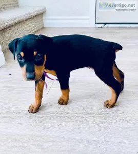 Lovely Doberman Puppies Available Now